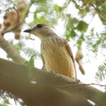 Fawn-breasted Bowerbird (image by Phil Hansbro)
