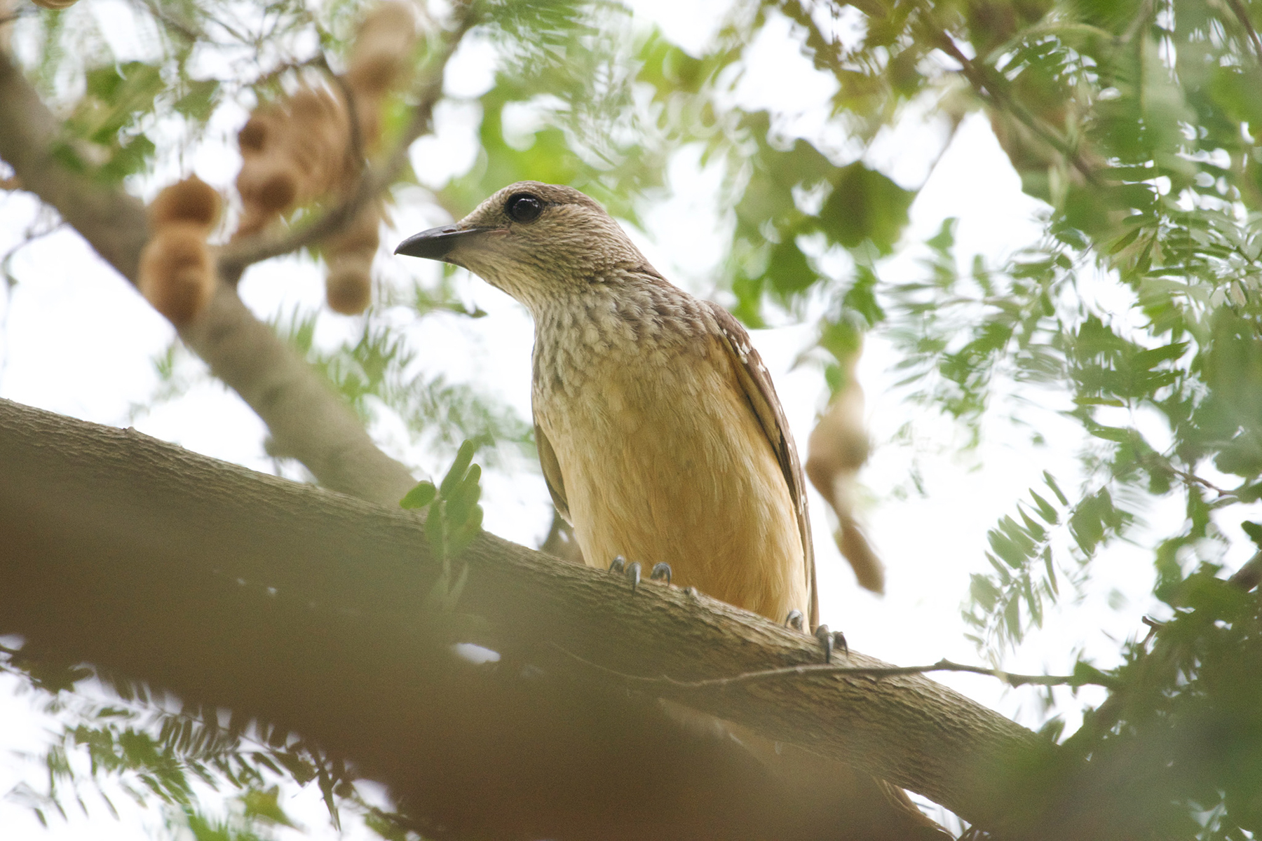 Fawn-breasted Bowerbird (image by Phil Hansbro)