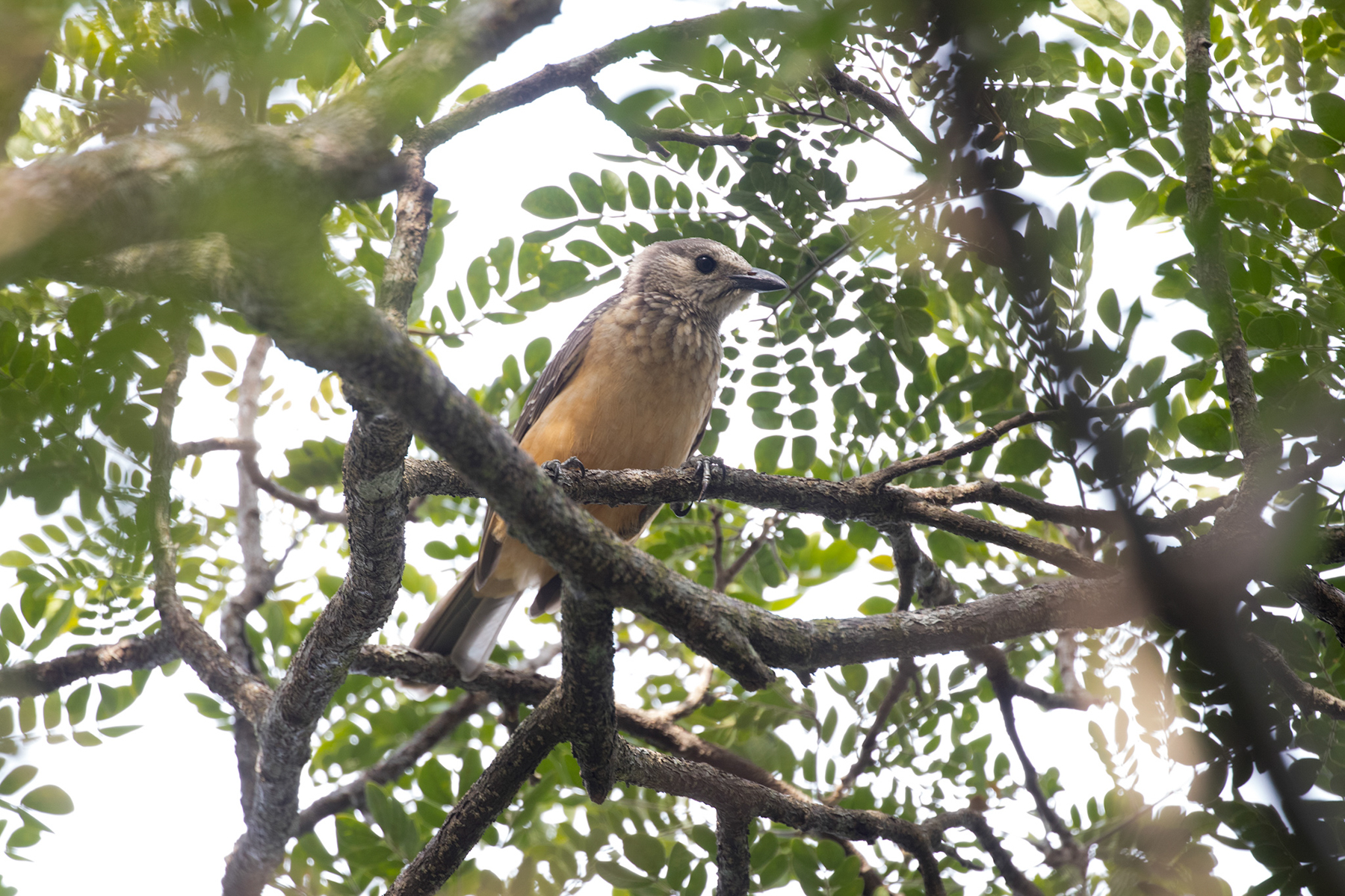 Fawn-breasted Bowerbird (image by Phil Hansbro)