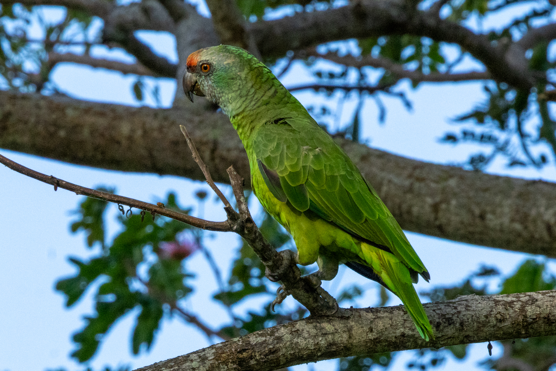 Festive Amazon (image by Eustace Barnes)
