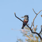 Giant Kingfisher (image by Diedert Koppenol)