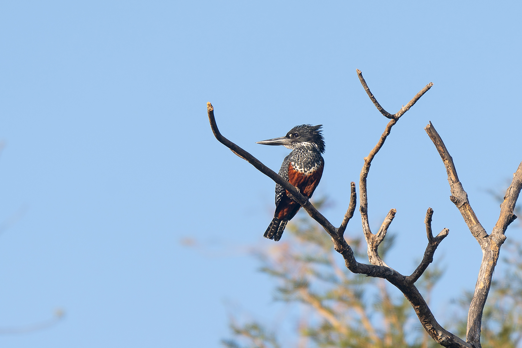 Giant Kingfisher (image by Diedert Koppenol)