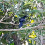 Glossy-mantled Manucode (image by Phil Hansbro)