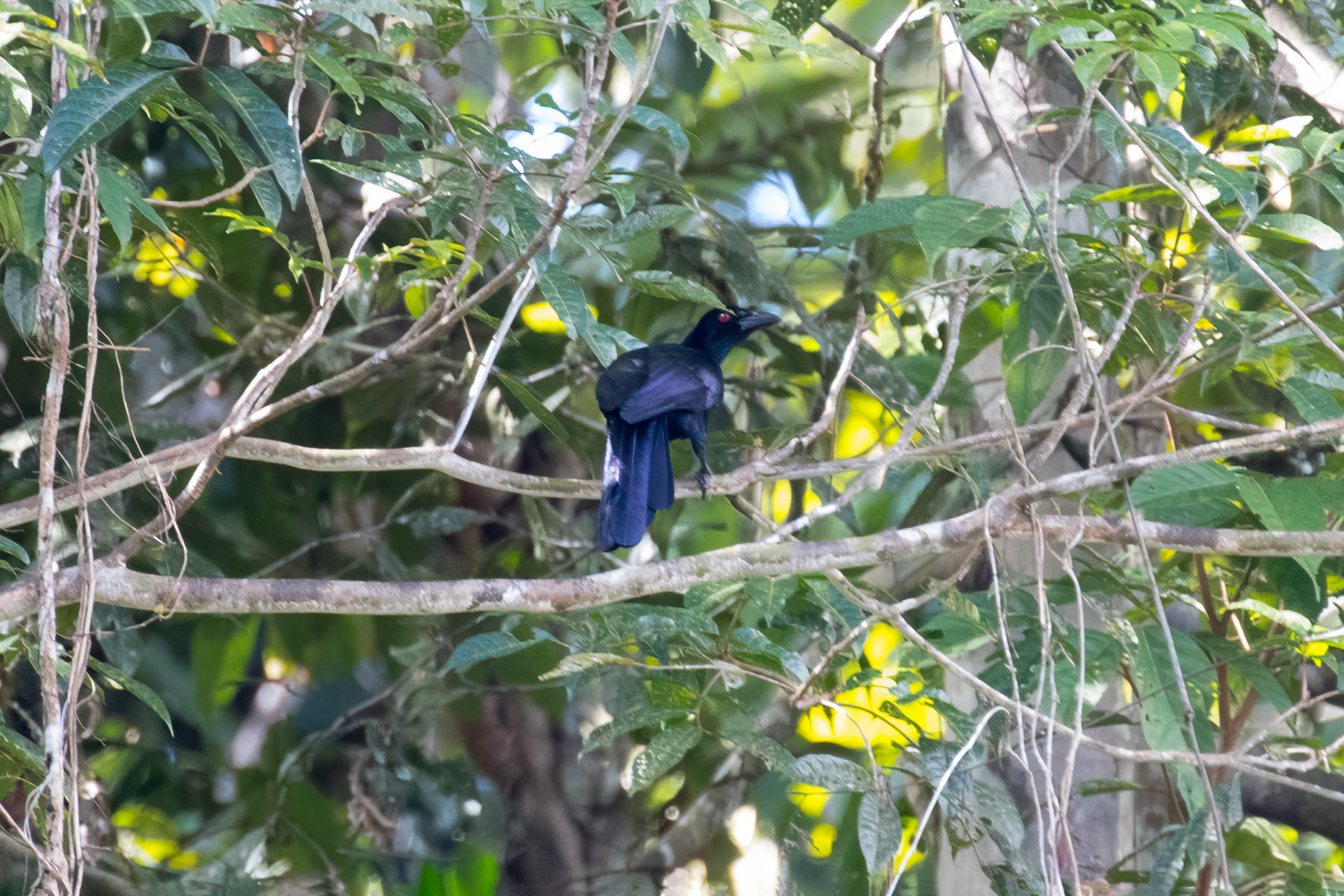 Glossy-mantled Manucode (image by Phil Hansbro)