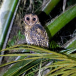 Golden Masked Owl (image by Phil Hansbro)