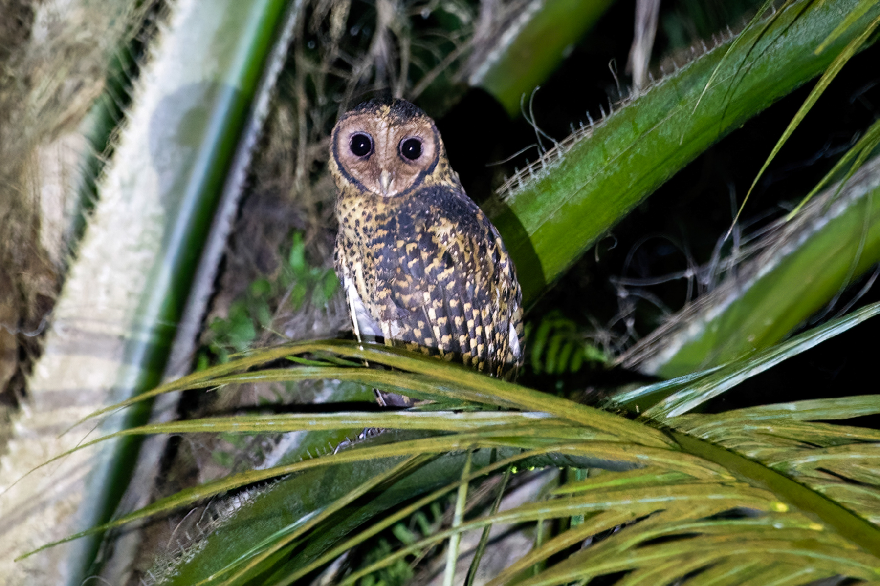 Golden Masked Owl (image by Phil Hansbro)