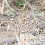 Golden Nightjar (image by Diedert Koppenol)