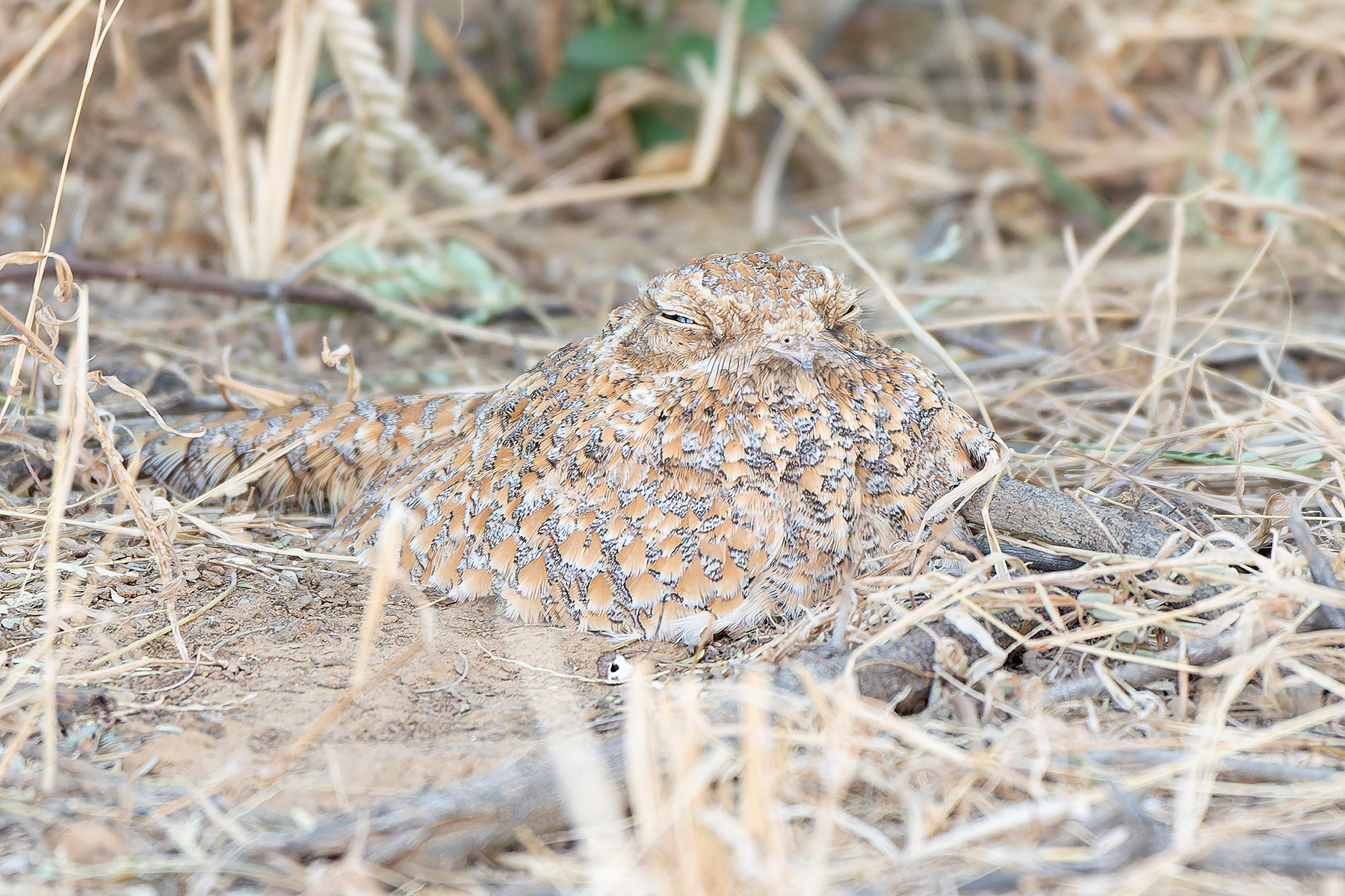 Golden Nightjar (image by Diedert Koppenol)