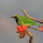 Golden-fronted Leafbird (image by Hannu Jännes)