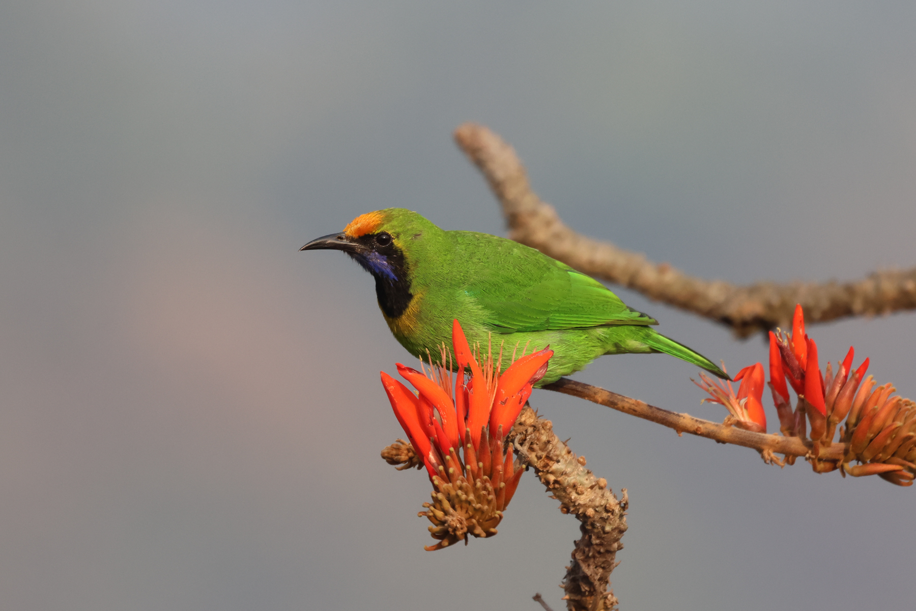 Golden-fronted Leafbird (image by Hannu Jännes)