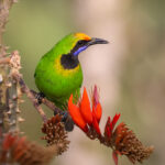 Golden-fronted Leafbird (image by Hannu Jännes)