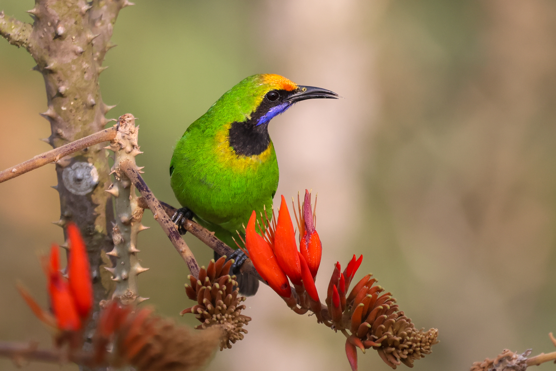Golden-fronted Leafbird (image by Hannu Jännes)