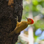 Golden-green Woodpecker (image by Trevor Ellery)