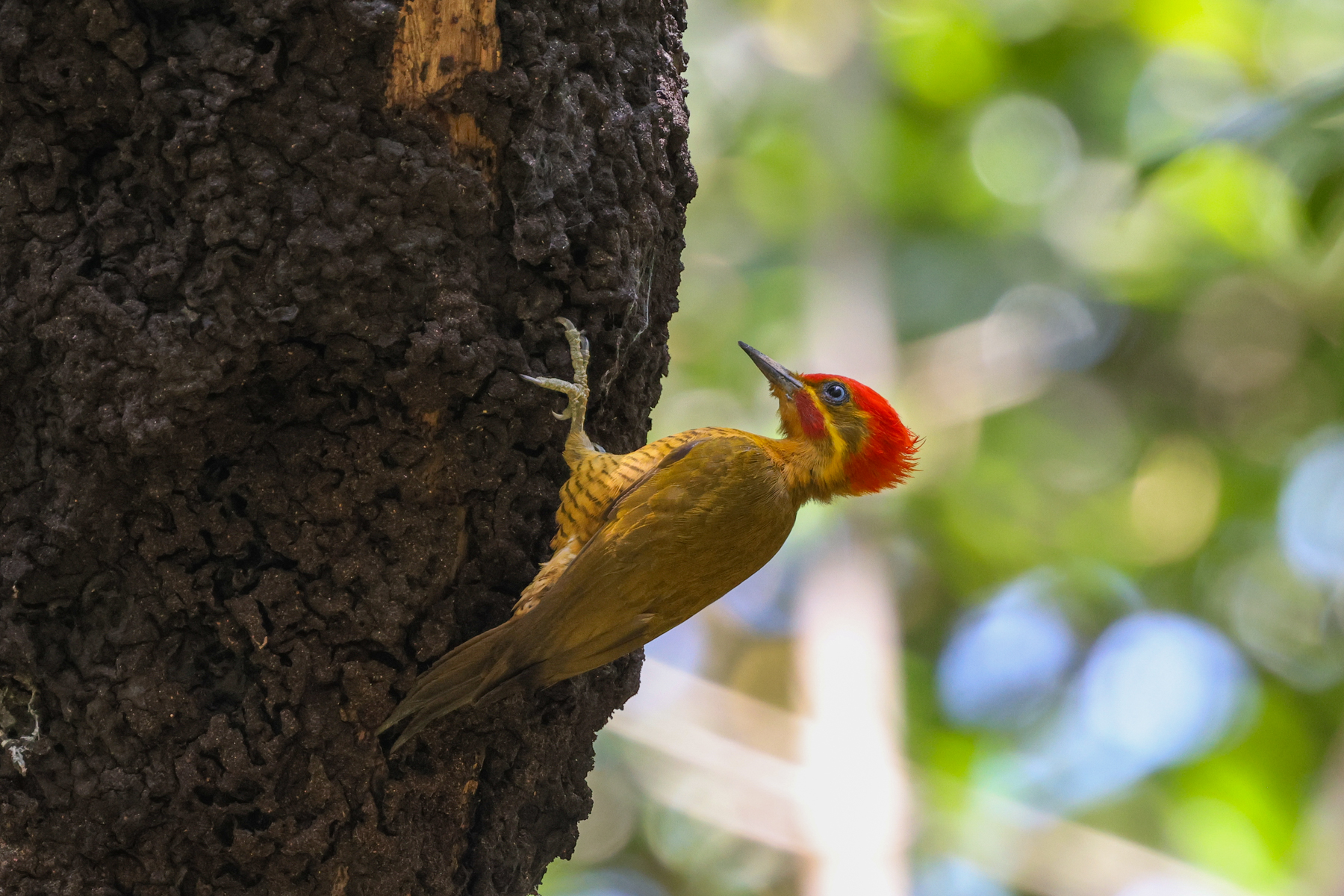 Golden-green Woodpecker (image by Trevor Ellery)