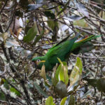 Golden-plumed Parakeet (image by Trevor Ellery)