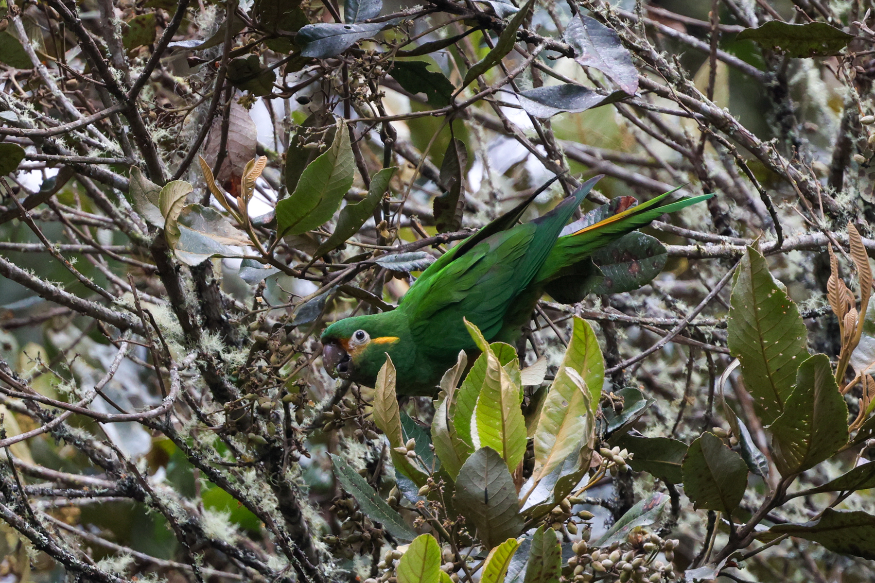 Golden-plumed Parakeet (image by Trevor Ellery)