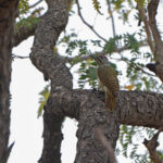 Golden-tailed Woodpecker (image by Diedert Koppenol)