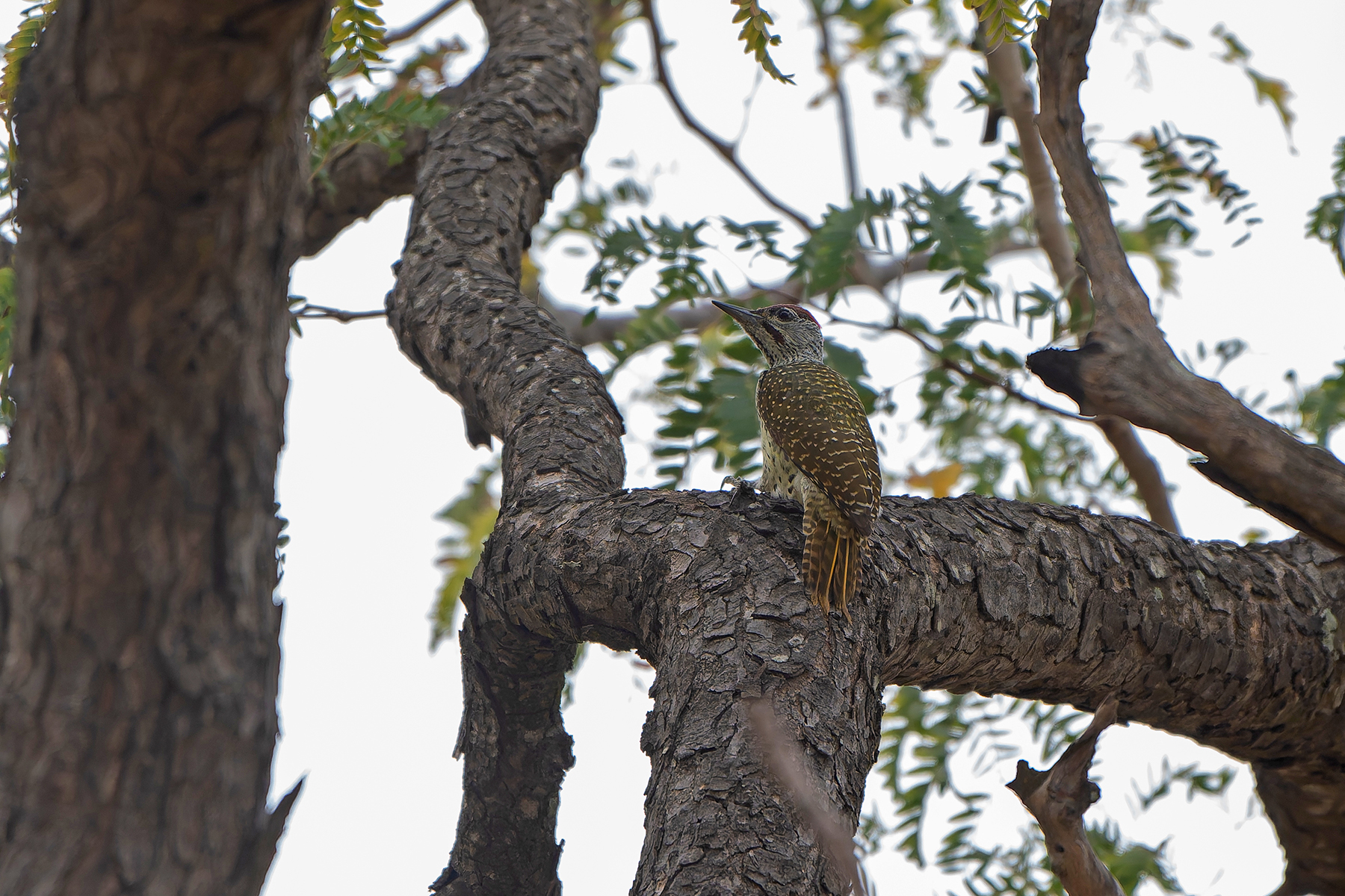 Golden-tailed Woodpecker (image by Diedert Koppenol)