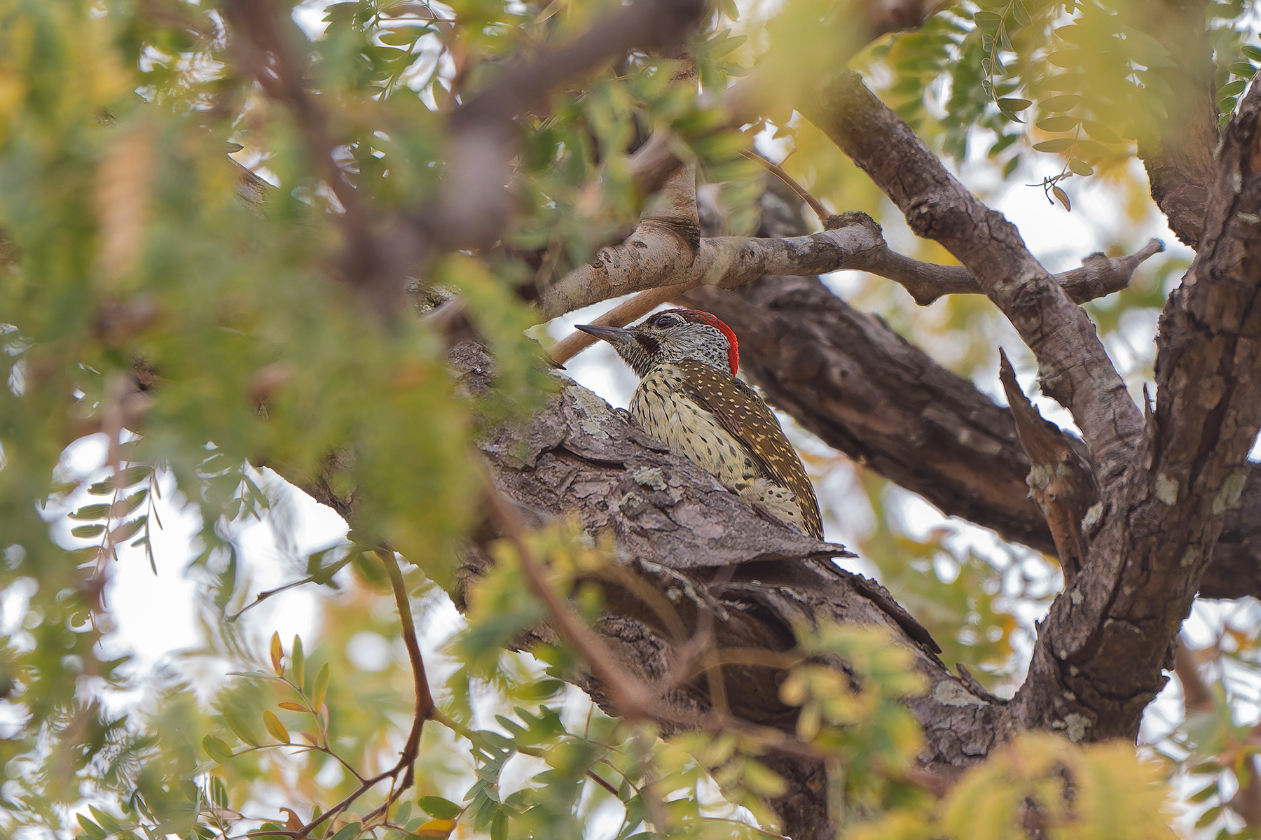 Golden-tailed Woodpecker (image by Diedert Koppenol)