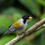 Golden-winged Sparrow (image by Trevor Ellery)