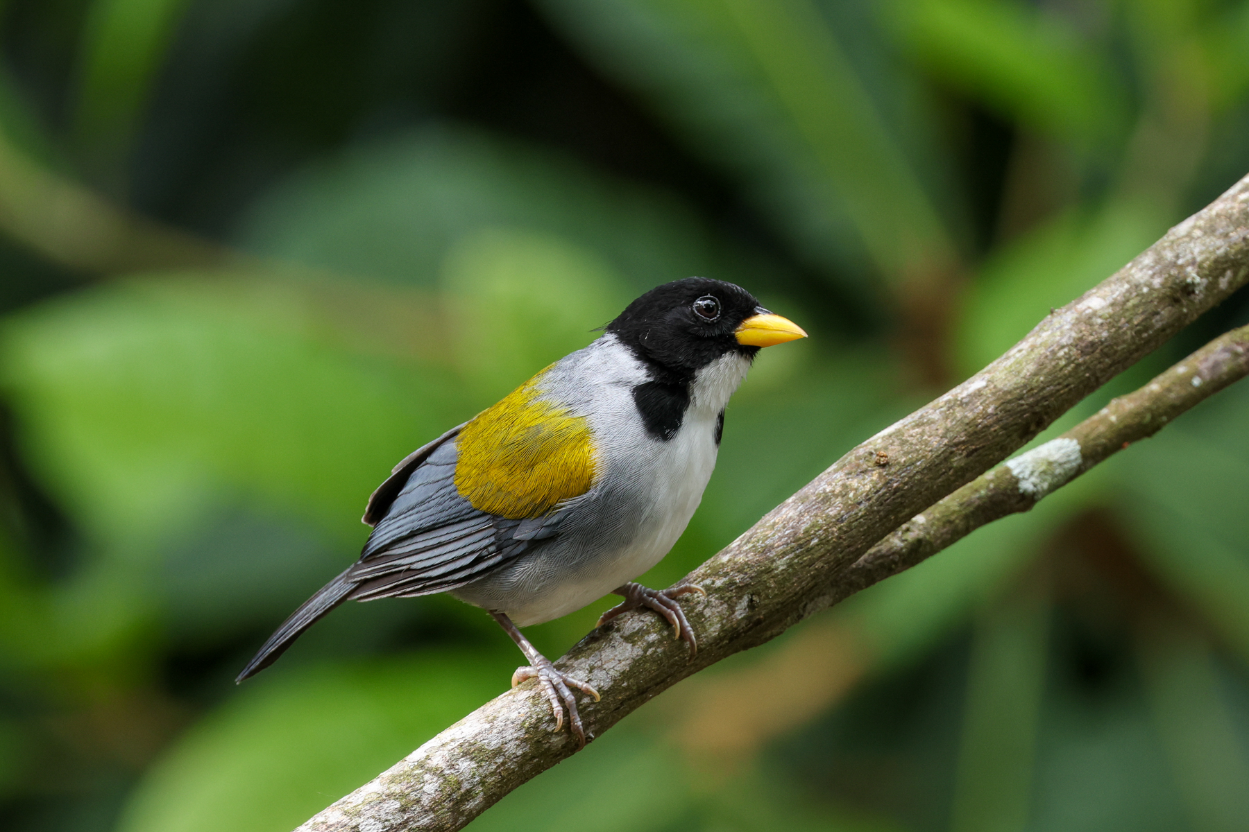 Golden-winged Sparrow (image by Trevor Ellery)