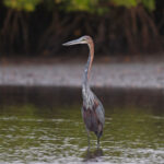 Goliath Heron (image by Diedert Koppenol)