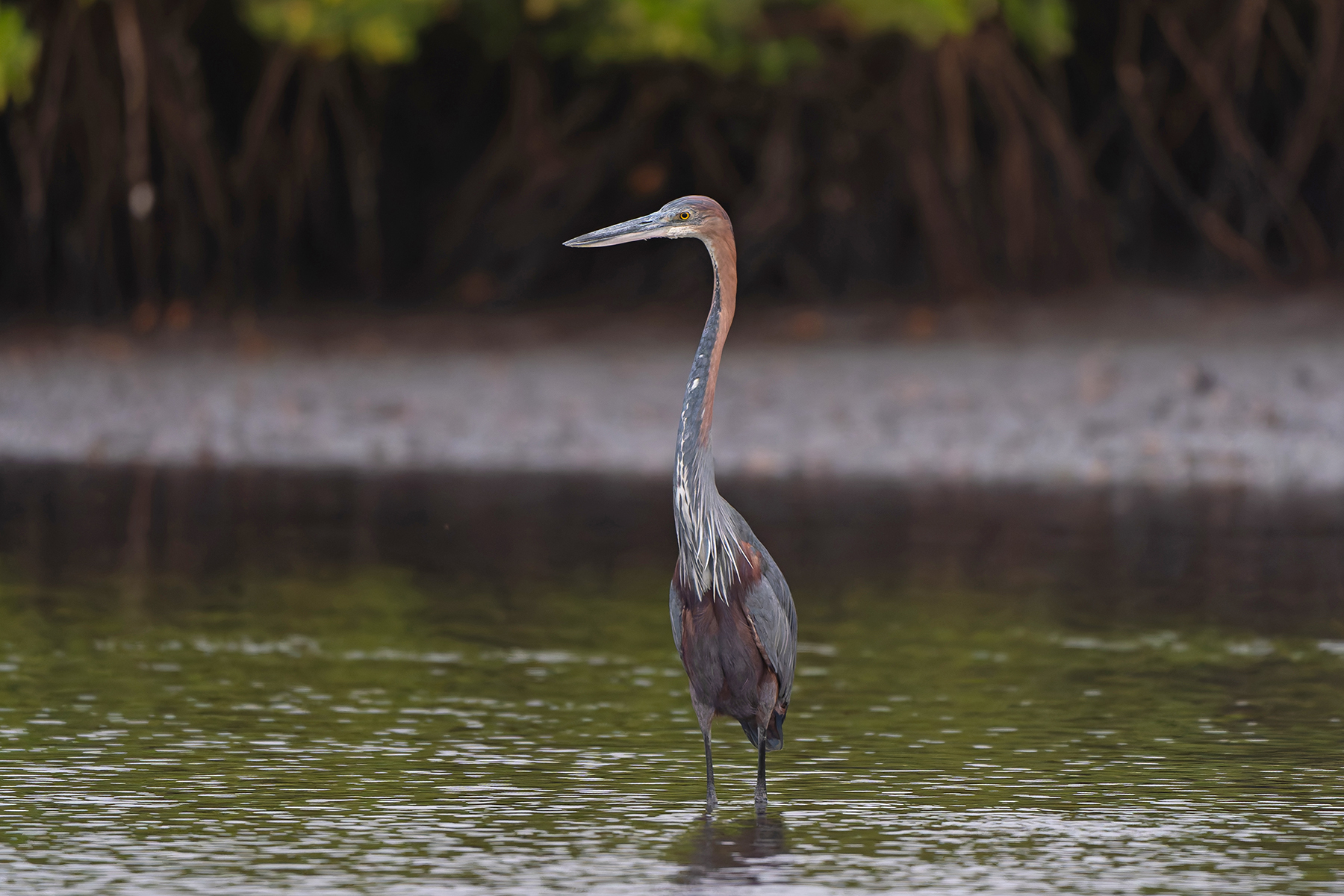 Goliath Heron (image by Diedert Koppenol)