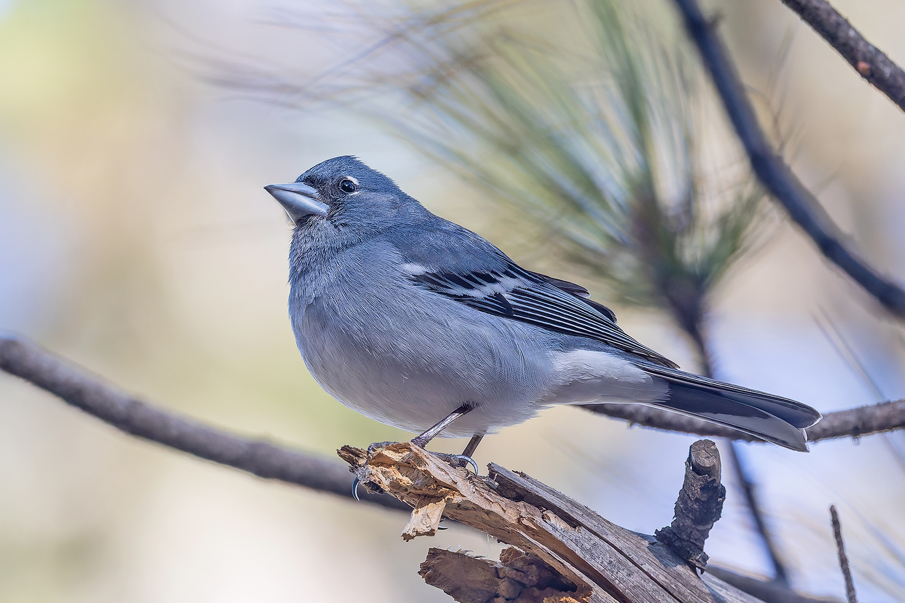 Gran Canaria Blue Chaffinch (image by Pete Morris)