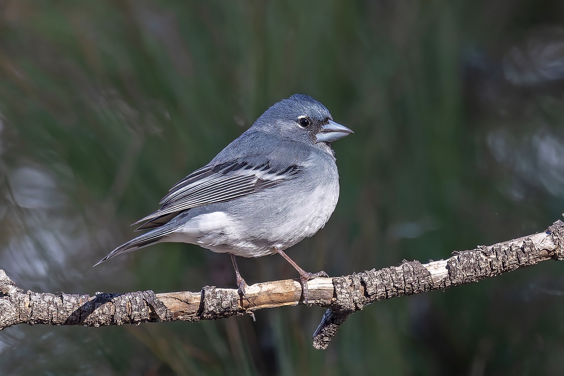 Gran Canaria Blue Chaffinch (image by Pete Morris)