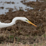 Great Egret (image by Dave Farrow)