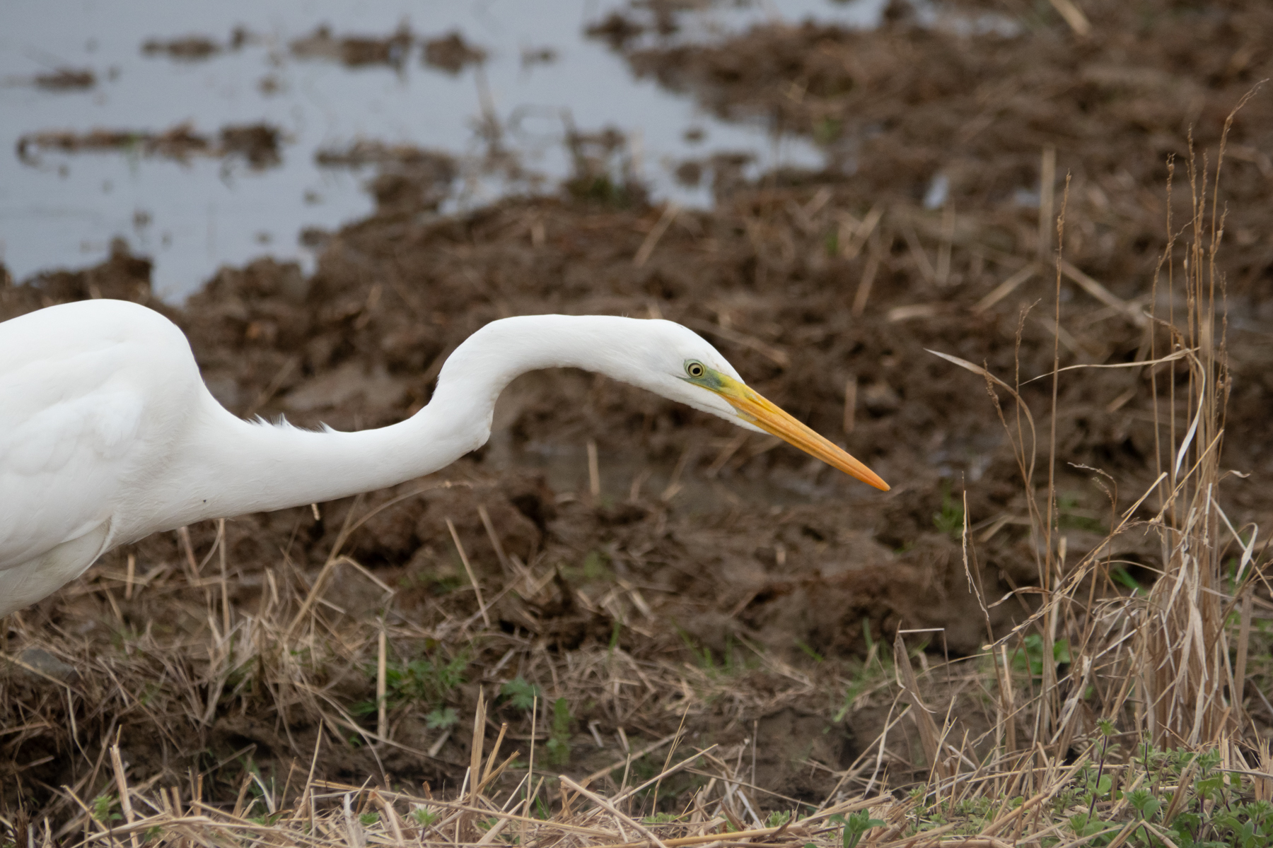 Great Egret (image by Dave Farrow)