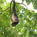 Great Flying Fox (image by Phil Hansbro)
