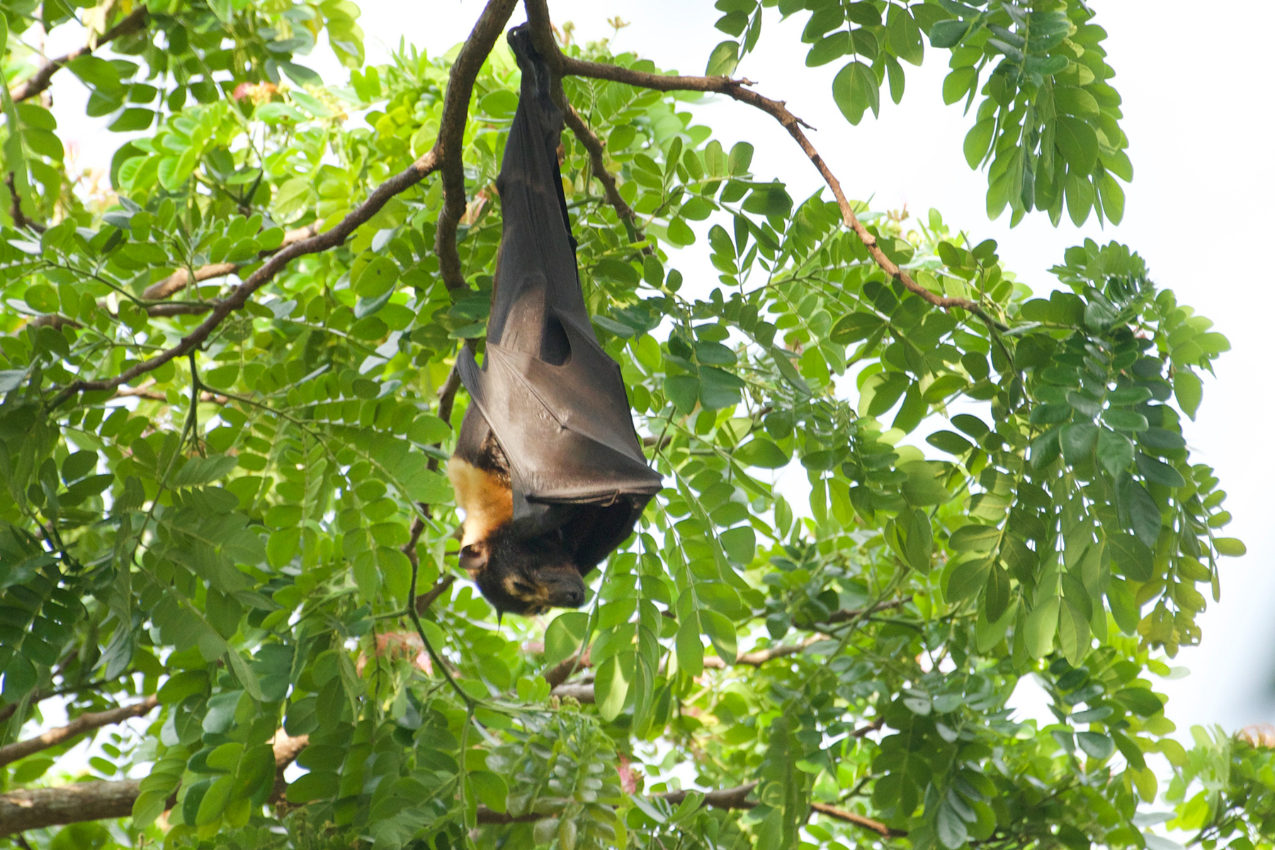 Great Flying Fox (image by Phil Hansbro)
