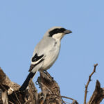 Great Grey Shrike (image by Hannu Jännes)