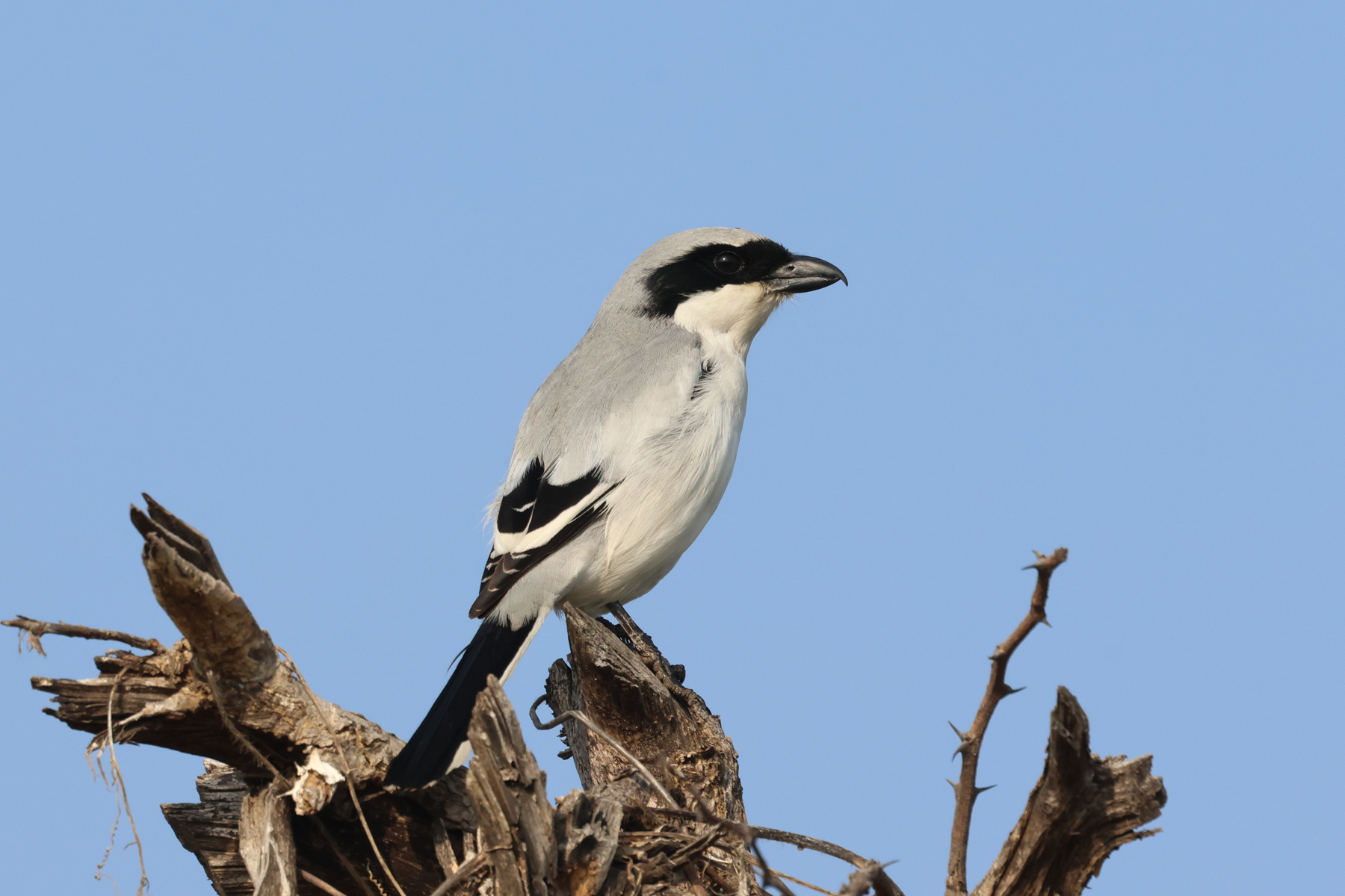 Great Grey Shrike (image by Hannu Jännes)