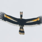 Great Hornbill (image by Vincent van der Spek)
