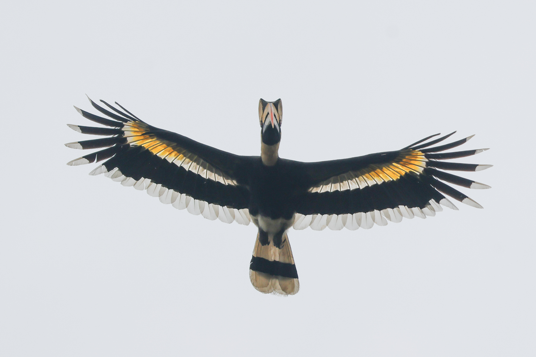 Great Hornbill (image by Vincent van der Spek)