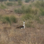 Great Indian Bustard (image by Hannu Jännes)