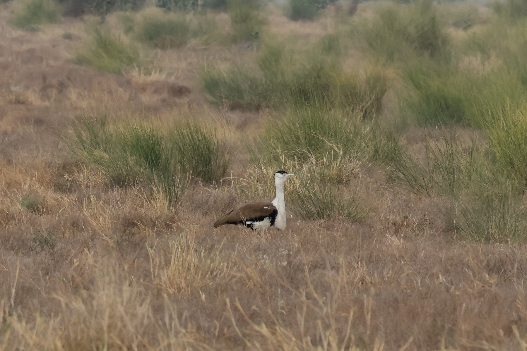Great Indian Bustard (image by Hannu Jännes)
