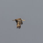 Great Indian Bustard (image by Hannu Jännes)