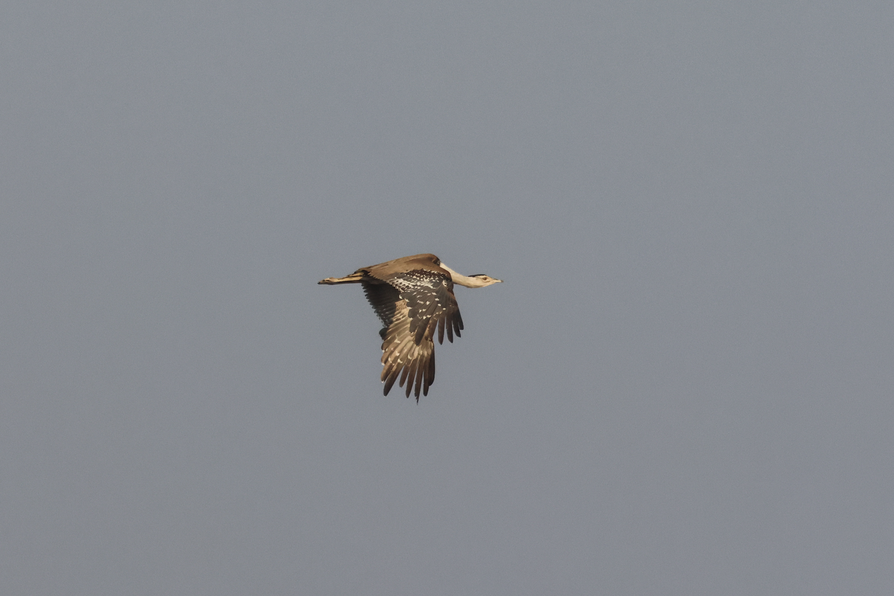 Great Indian Bustard (image by Hannu Jännes)