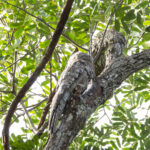 Great Potoo (image by Eustace Barnes)