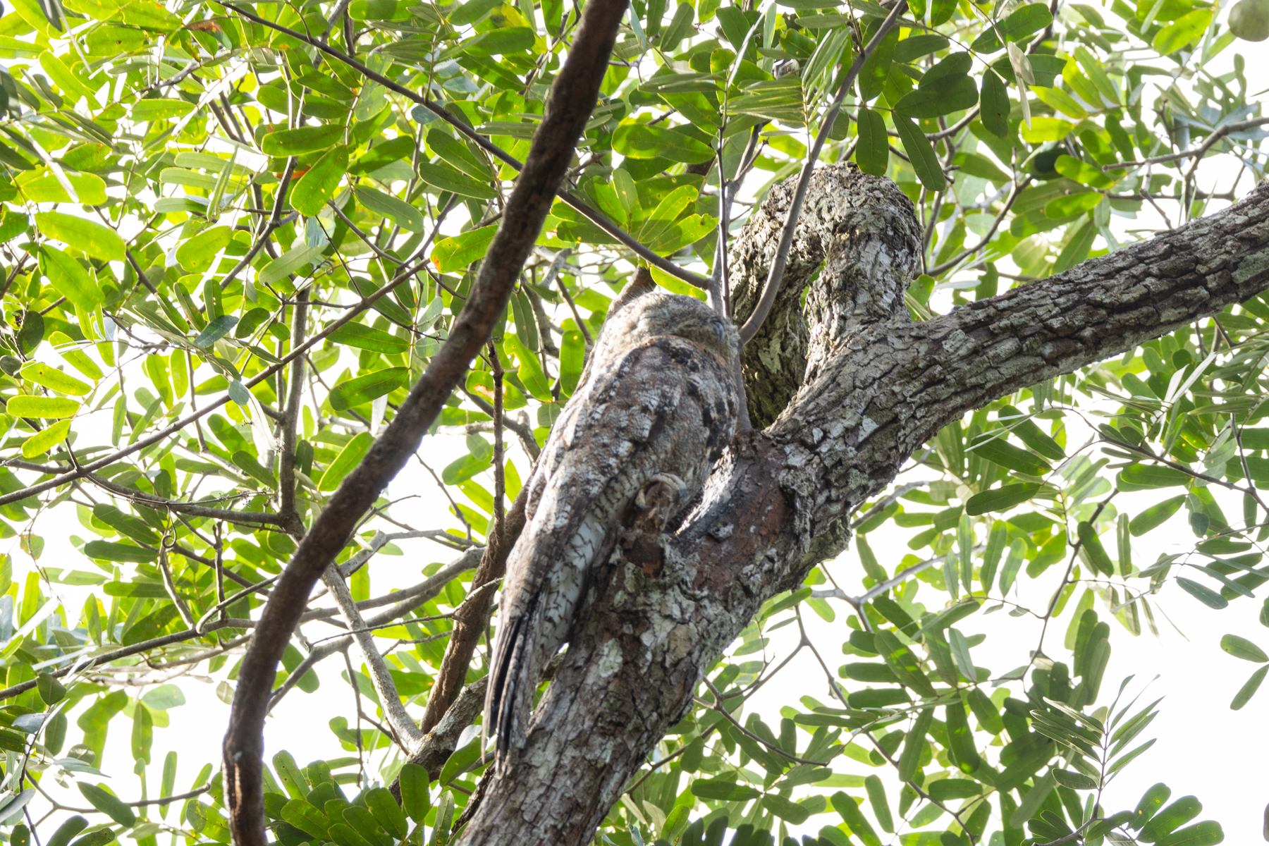 Great Potoo (image by Eustace Barnes)