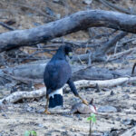 Great Black Hawk (image by Eustace Barnes)