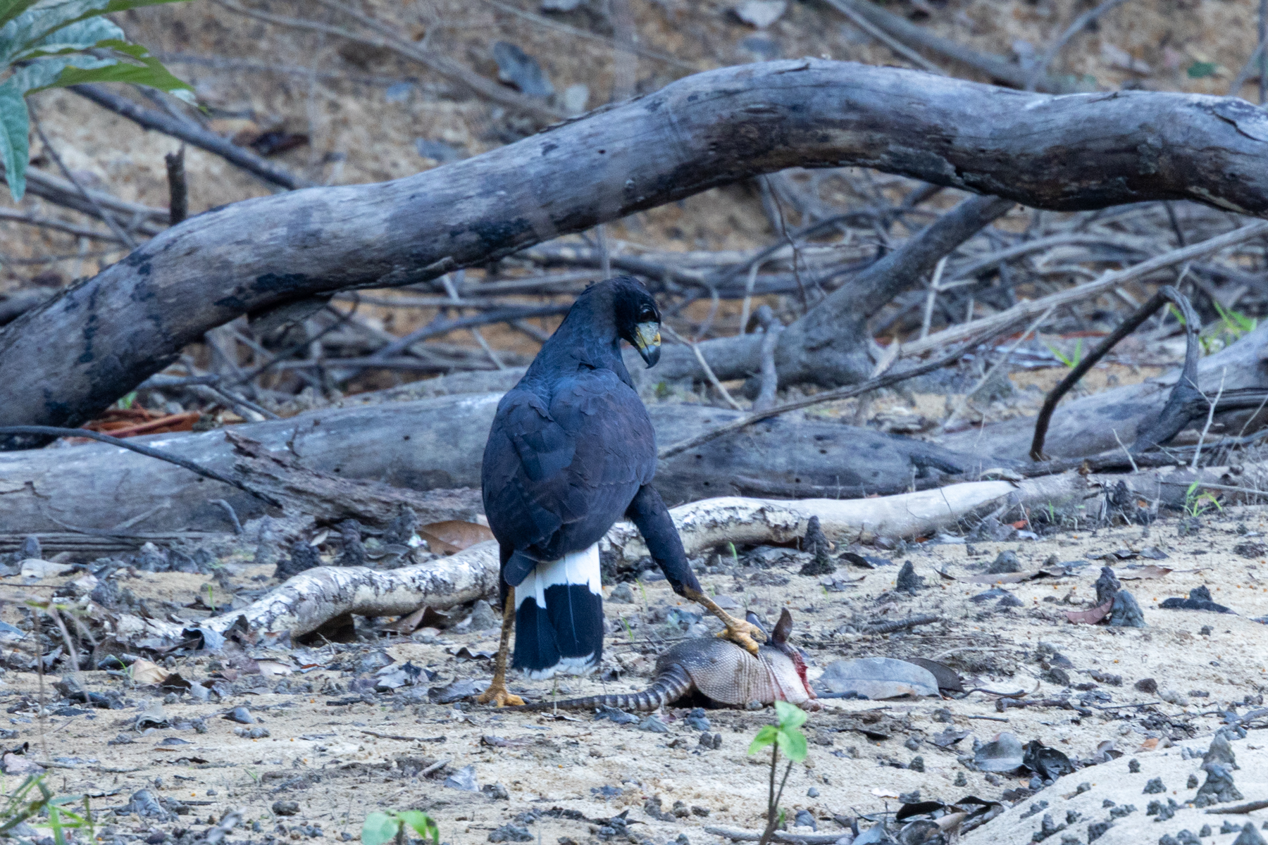 Great Black Hawk (image by Eustace Barnes)