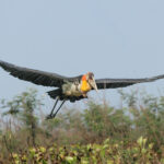 Greater Adjutant (image by Vincent van der Spek)