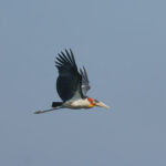 Greater Adjutant (image by Vincent van der Spek)