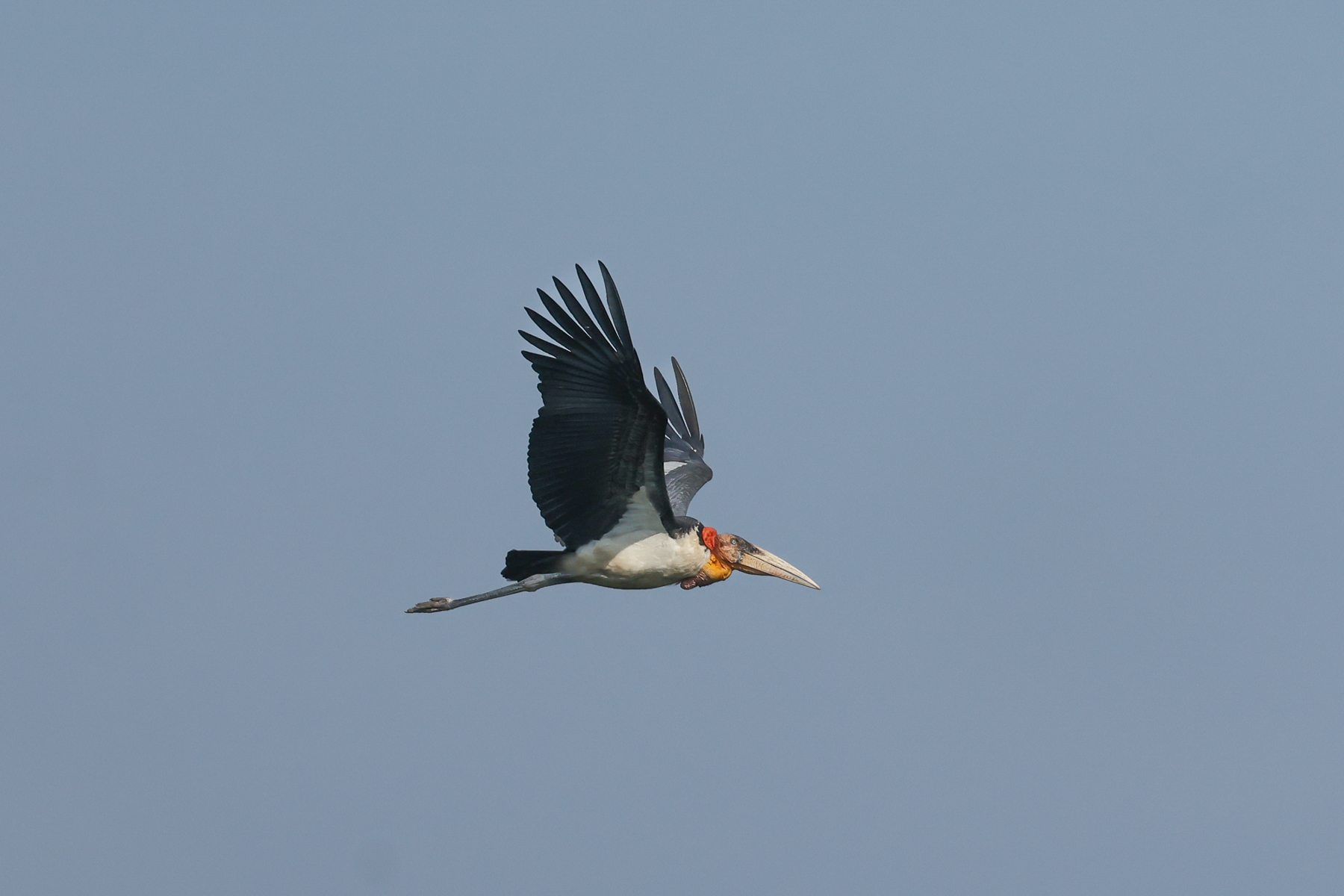Greater Adjutant (image by Vincent van der Spek)