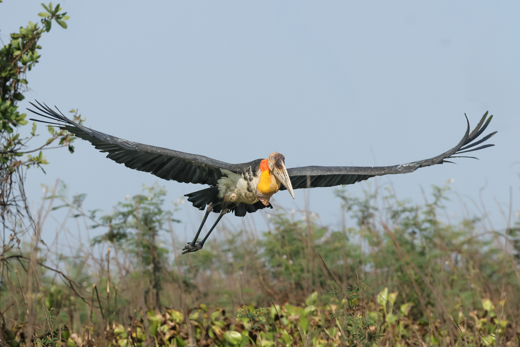 Greater Adjutant (image by Vincent van der Spek)
