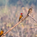 Greater Flamebacks (image by Hannu Jännes)